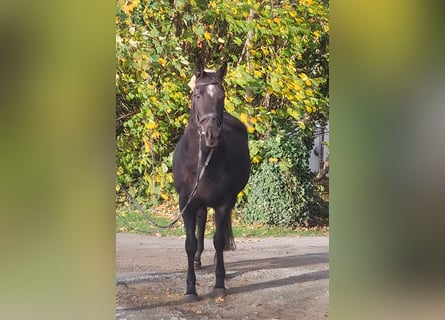 Irländsk sporthäst, Sto, 10 år, 165 cm, Svart