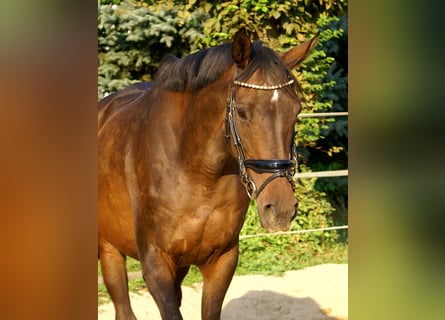 Irish Sport Horse, Stute, 13 Jahre, 161 cm, Brauner