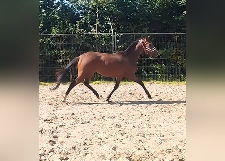 Irländsk sporthäst, Sto, 3 år, 162 cm, Brun