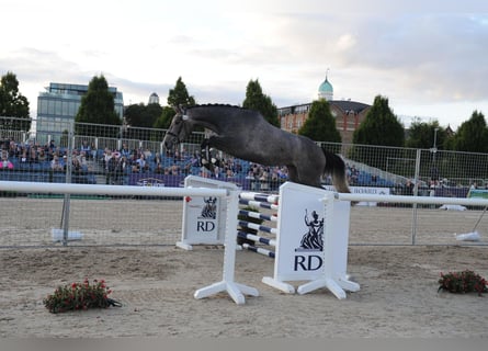 Irländsk sporthäst, Sto, 3 år, 170 cm