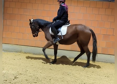 Irländsk sporthäst, Sto, 4 år, 158 cm, Brun