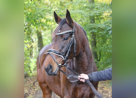 Irländsk sporthäst, Sto, 4 år, 160 cm, Brun