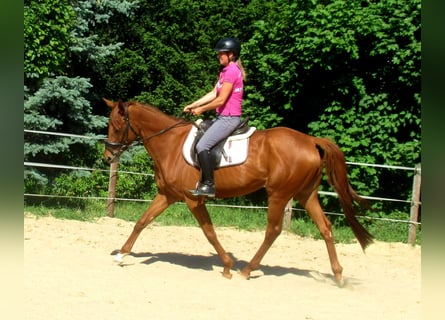 Irländsk sporthäst, Sto, 4 år, 160 cm, fux