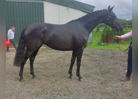 Irländsk sporthäst, Sto, 4 år, 163 cm, Svart
