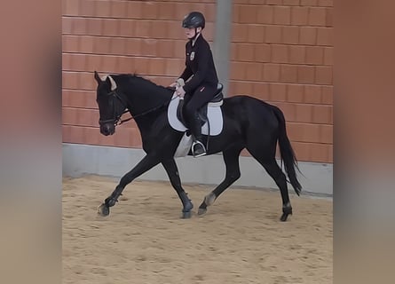 Irländsk sporthäst, Sto, 4 år, 164 cm, Svart