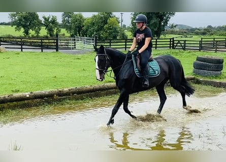 Irländsk sporthäst, Sto, 4 år, 165 cm, Svart