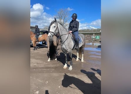 Irländsk sporthäst Blandning, Sto, 4 år, Grå