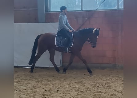 Irländsk sporthäst, Sto, 5 år, 158 cm, Brun