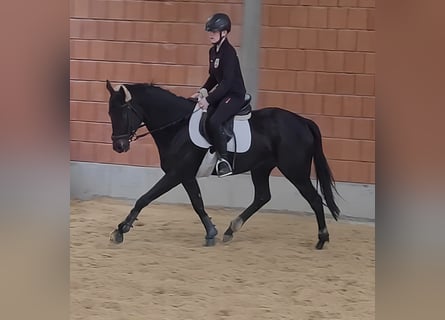 Irländsk sporthäst, Sto, 5 år, 164 cm, Svart