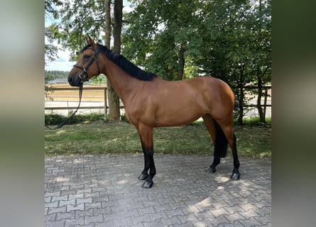 Irländsk sporthäst, Sto, 5 år, 165 cm, Brun