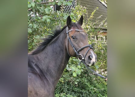 Irländsk sporthäst, Sto, 6 år, 160 cm, Rökfärgad svart