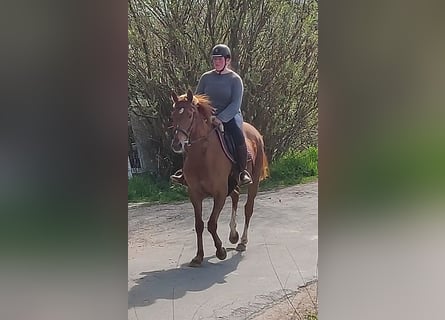 Irländsk sporthäst, Sto, 7 år, 160 cm, fux
