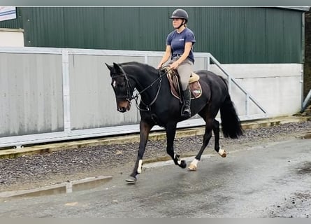 Irländsk sporthäst, Sto, 7 år, 162 cm, Svart