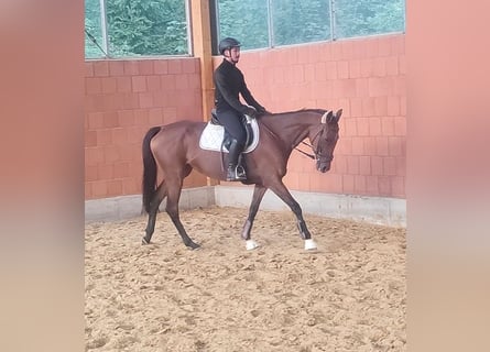 Irländsk sporthäst, Sto, 8 år, 164 cm, Brun