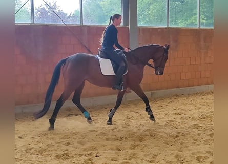 Irländsk sporthäst, Sto, 8 år, 170 cm, Brun