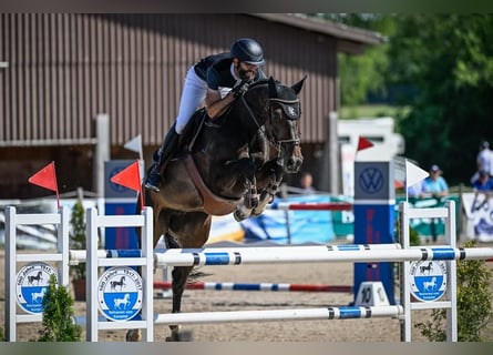 Irländsk sporthäst, Sto, 8 år, Mörkbrun