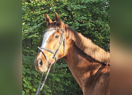 Irish Sport Horse, Stute, 9 Jahre, 160 cm, Fuchs