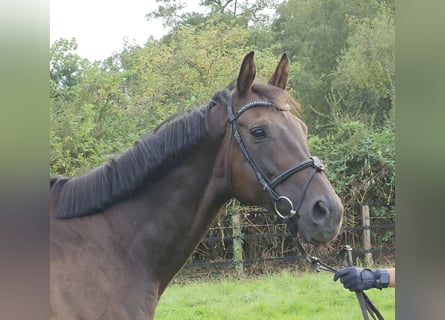 Irländsk sporthäst, Valack, 11 år, 162 cm, Rökfärgad svart