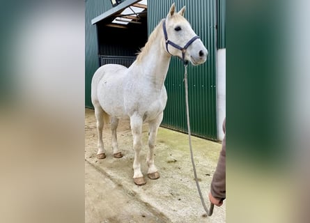 Irländsk sporthäst, Valack, 11 år, 166 cm, Grå