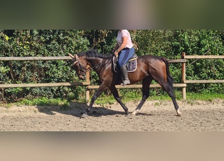 Irländsk sporthäst, Valack, 4 år, 160 cm, Rökfärgad svart