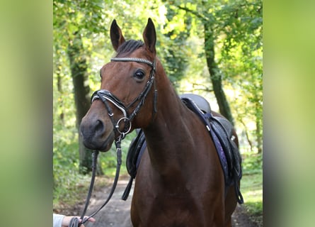 Irländsk sporthäst, Valack, 5 år, 162 cm, Brun