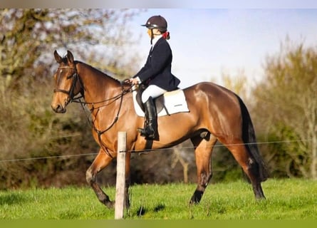 Irländsk sporthäst, Valack, 5 år, 172 cm, Brun