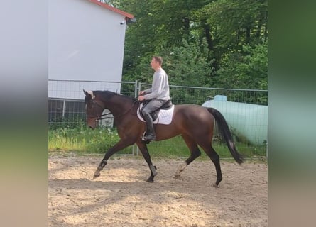 Irländsk sporthäst, Valack, 5 år, 180 cm, Mörkbrun
