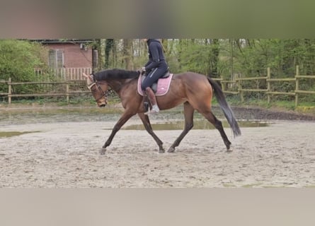 Irländsk sporthäst, Valack, 6 år, 165 cm, Brun