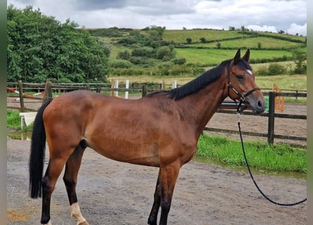 Irländsk sporthäst, Valack, 6 år, 167 cm, Brun