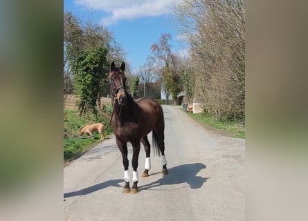 Irländsk sporthäst, Valack, 6 år, 168 cm, Brun