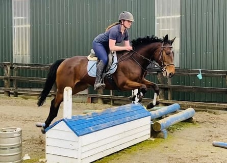 Irländsk sporthäst, Valack, 7 år, 158 cm, Brun