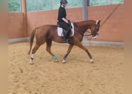 Irländsk sporthäst, Valack, 7 år, 172 cm, Fux