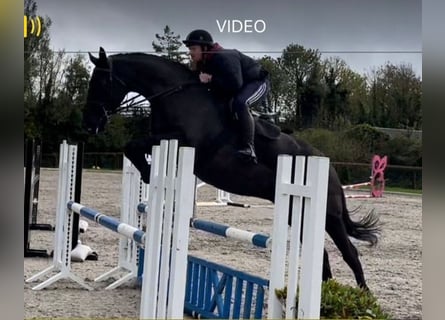 Irländsk sporthäst, Valack, 8 år, 180 cm, Mörkbrun
