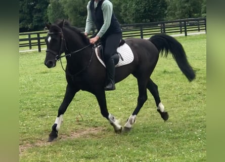 Irlandzki koń sportowy, Klacz, 10 lat, 152 cm, Kara