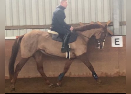 Irlandzki koń sportowy, Klacz, 12 lat, 164 cm, Kasztanowata