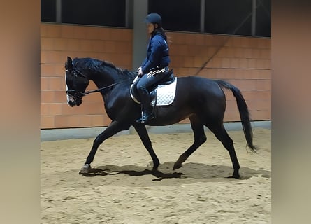 Irlandzki koń sportowy, Klacz, 12 lat, 166 cm, Ciemnogniada