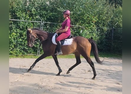 Irlandzki koń sportowy, Klacz, 13 lat, 160 cm, Gniada