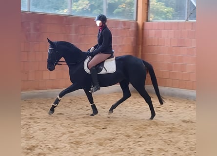 Irlandzki koń sportowy, Klacz, 13 lat, 162 cm, Kara