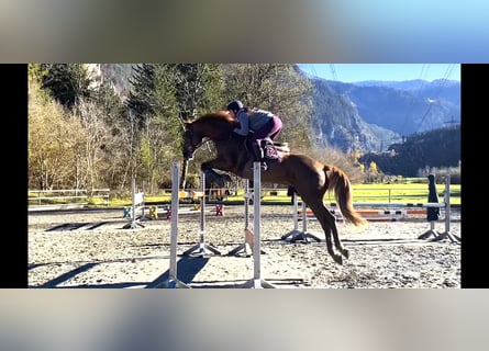 Irlandzki koń sportowy, Klacz, 14 lat, 167 cm, Ciemnokasztanowata