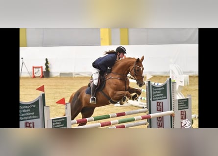 Irlandzki koń sportowy, Klacz, 15 lat, 167 cm, Ciemnokasztanowata
