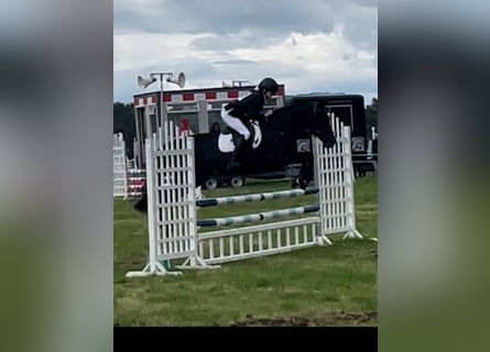 Irlandzki koń sportowy, Klacz, 17 lat, 148 cm, Ciemnogniada