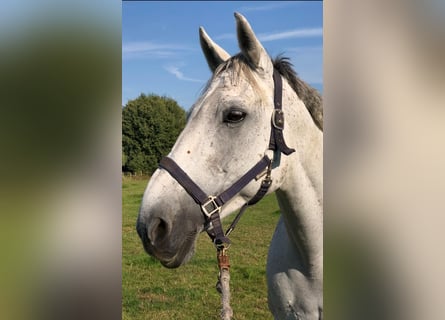 Irlandzki koń sportowy, Klacz, 17 lat, 163 cm, Siwa