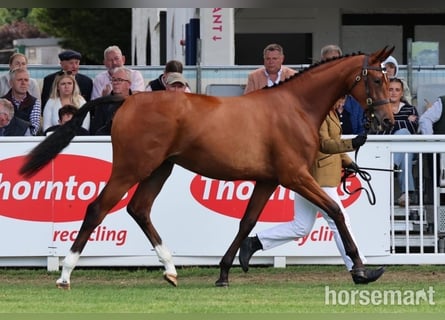 Irlandzki koń sportowy, Klacz, 2 lat, 155 cm, Gniada