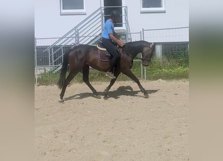 Irlandzki koń sportowy, Klacz, 3 lat, 164 cm, Gniada