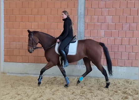 Irlandzki koń sportowy, Klacz, 3 lat, 167 cm, Gniada