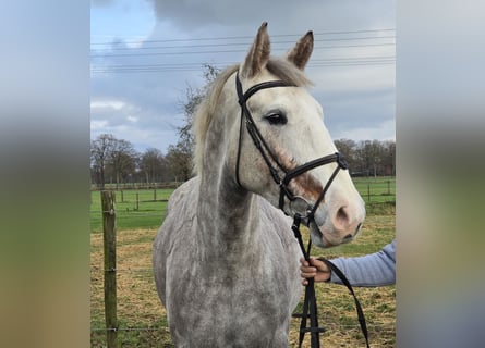Irlandzki koń sportowy, Klacz, 4 lat, 159 cm, Siwa jabłkowita