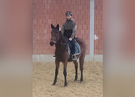 Irlandzki koń sportowy, Klacz, 4 lat, 160 cm, Gniada