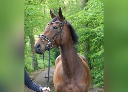 Irlandzki koń sportowy, Klacz, 4 lat, 164 cm, Gniada