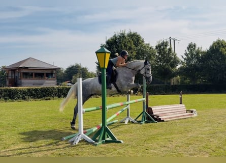Irlandzki koń sportowy, Klacz, 4 lat, 164 cm, Siwa jabłkowita