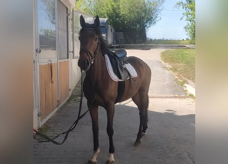 Irlandzki koń sportowy, Klacz, 4 lat, 165 cm, Gniada